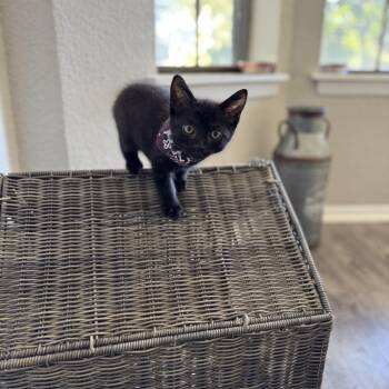 Rescue Domestic Short Hair Cats for Adoption in North Richland Hills, Texas - Sriracha Sauce | PetCurious