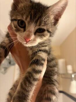 Domestic Short Hair Cats Available for Adoption in Rockaway, New Jersey - Midge KITTEN | PetCurious