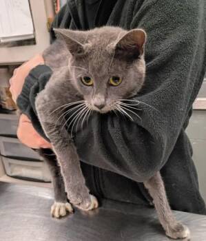 Coconut -  Domestic Short Hair Cat for Adoption in Palm Coast, Florida - Coconut | PetCurious