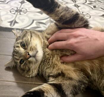 Tabby and Domestic Short Hair Cats Available for Adoption - Shadow | PetCurious