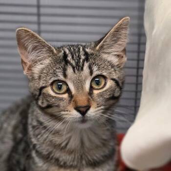 Madison -  Domestic Medium Hair Cat for Adoption in Muncie, Indiana - Madison | PetCurious