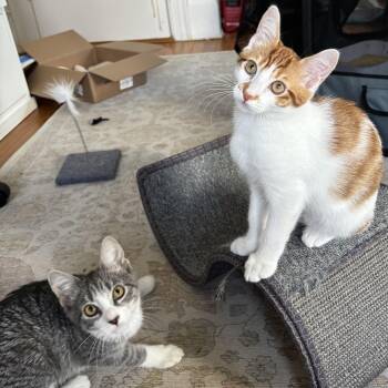 Deuce and Charm N -- Double the Joy -  American Shorthair Cat for Adoption in New York, New York - Deuce And Charm N -- Double The Joy | PetCurious