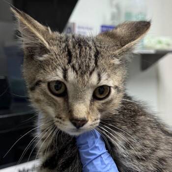Tern -  Domestic Short Hair Cat for Adoption in Salt Lake City, Utah - Tern | PetCurious