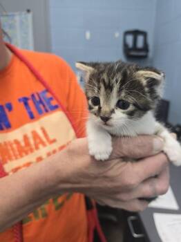 Crumble Cookie -  Domestic Short Hair Cat for Adoption in Evansville, Indiana - Crumble Cookie | PetCurious