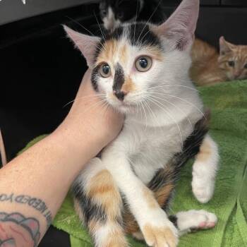 Berry -  Domestic Short Hair Cat for Adoption in Port Charlotte, Florida - Berry | PetCurious