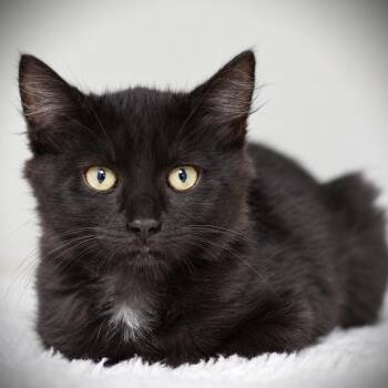Prince -  Domestic Medium Hair Cat for Adoption in Amsterdam, New York - Prince | PetCurious