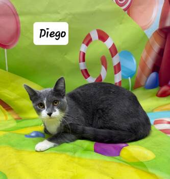 Domestic Short Hair Cats Available for Adoption - Diego | PetCurious