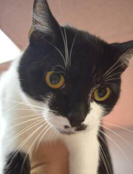 Sammy -  Domestic Short Hair Cat for Adoption in Yorktown, Indiana - Sammy | PetCurious