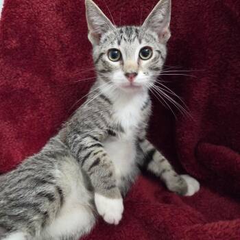 Drew -  Domestic Short Hair Cat for Adoption in Brea, California - Drew | PetCurious
