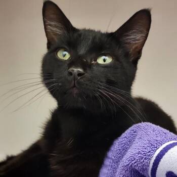 Marvin -  Domestic Short Hair Cat for Adoption in Sarasota, Florida - Marvin | PetCurious