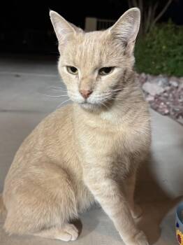 Rescue Domestic Short Hair Cats for Adoption in Las Vegas, Nevada - Mochi | PetCurious