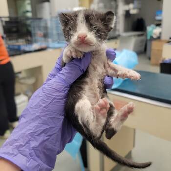 Rescue Domestic Short Hair Cats for Adoption in Westminster, California - Beep Beep | PetCurious