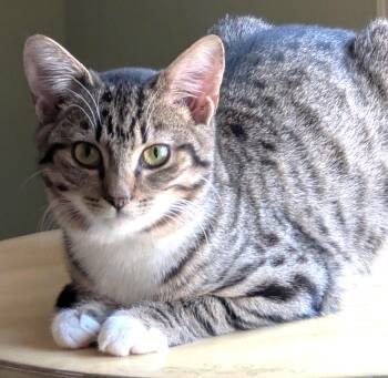 Tabby Cats Available for Adoption - Bubbles | PetCurious