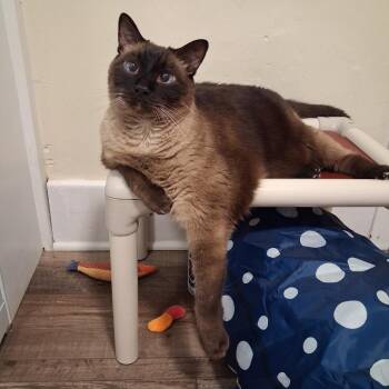 Mel -  Siamese Cat for Adoption in Pittsburgh, Pennsylvania - Mel | PetCurious