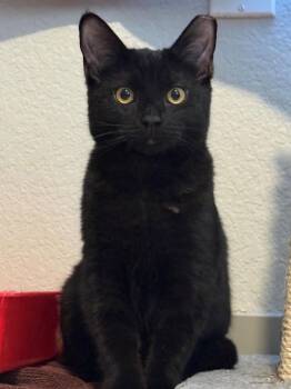 Domestic Short Hair Cats Available for Adoption - Aurora | PetCurious