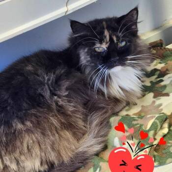 Rescue Domestic Long Hair Cats for Adoption in Richmond, Indiana - Dori | PetCurious