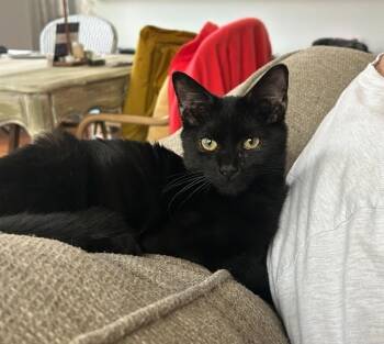 Domestic Medium Hair Cats Available for Adoption - Paul | PetCurious