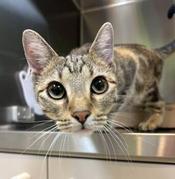 Rescue Domestic Short Hair Cats for Adoption in Sioux City, Iowa - Polly | PetCurious