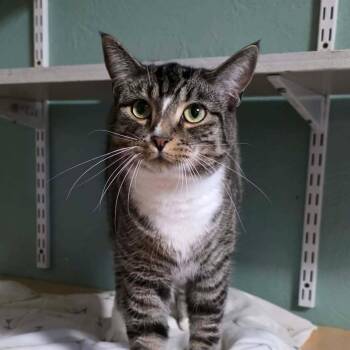 Dusty -  Domestic Short Hair Cat for Adoption in Shippenville, Pennsylvania - Dusty | PetCurious