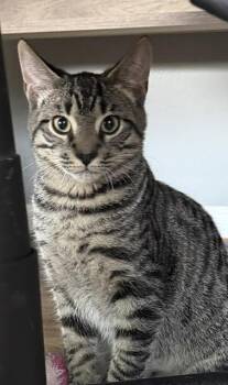 Mantis -  Domestic Short Hair Cat for Adoption in Bellmawr, New Jersey - Mantis | PetCurious
