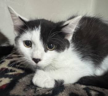 JJ -  Domestic Short Hair Cat for Adoption in Tomah, Wisconsin - JJ | PetCurious