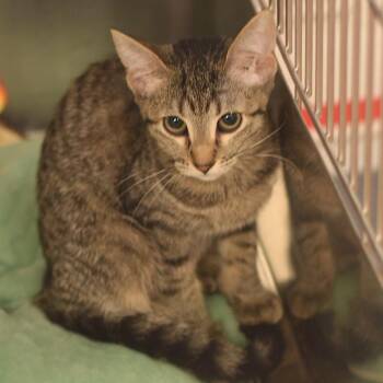 Brittany S. Pierce - Petsmart Belleville -  Domestic Short Hair Cat for Adoption in Belleville, Illinois - Brittany S. Pierce - Petsmart Belleville | PetCurious