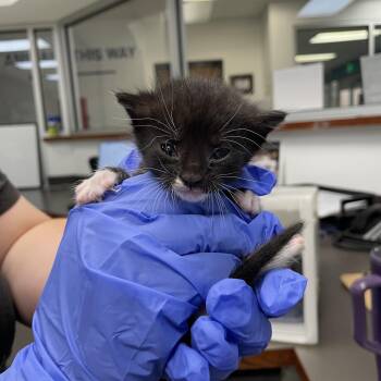 Lexus 8119 -  Domestic Short Hair Cat for Adoption in Columbus, Georgia - Lexus 8119 | PetCurious