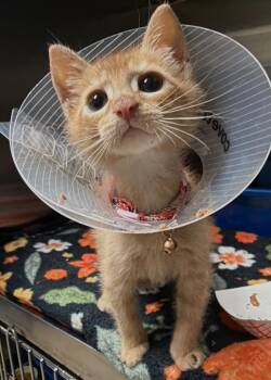 bentley -  Domestic Short Hair Cat for Adoption in Ocala, Florida - Bentley | PetCurious
