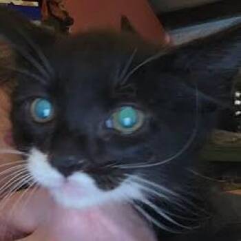 Jean -  Domestic Medium Hair Cat for Adoption in San Pablo, California - Jean | PetCurious