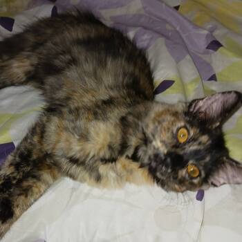 Rescue Domestic Short Hair Cats for Adoption in Las Vegas, Nevada - Olivia | PetCurious