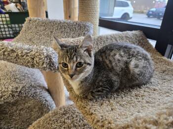 Rescue Domestic Short Hair Cats for Adoption in Greenwood, Indiana - Stephanie | PetCurious