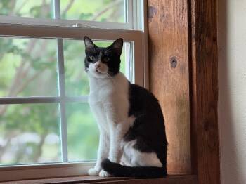 Tuxedo and Domestic Short Hair Cats Available for Adoption in Friendswood, Texas - Sylvester The Brave | PetCurious