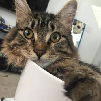 Loki -  Domestic Medium Hair Cat for Adoption in Reno, Nevada - Loki | PetCurious