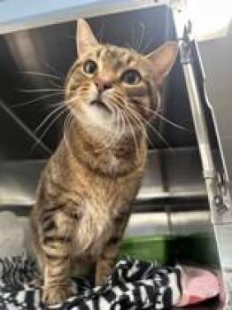Jesse -  Domestic Short Hair Cat for Adoption in Manitowoc, Wisconsin - Jesse | PetCurious