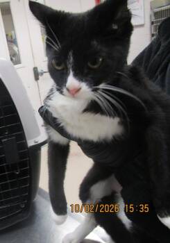 Cece(635) -  Domestic Short Hair Cat for Adoption in Marietta, Georgia - Cece(635) | PetCurious