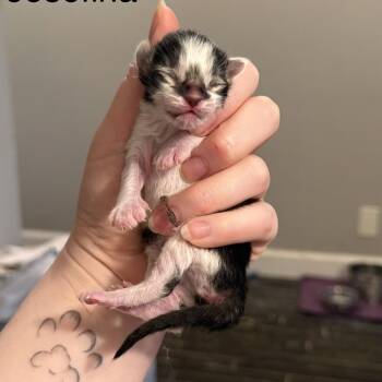 Josefina -  Domestic Short Hair Cat for Adoption in Huntsville, Alabama - Josefina | PetCurious