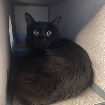 Domestic Long Hair Cats Available for Adoption in Houston, Texas - Sprucey | PetCurious