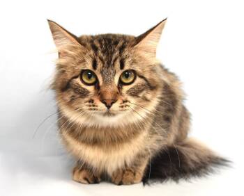 MILEY -  Domestic Medium Hair Cat for Adoption in Loveland, Colorado - MILEY | PetCurious