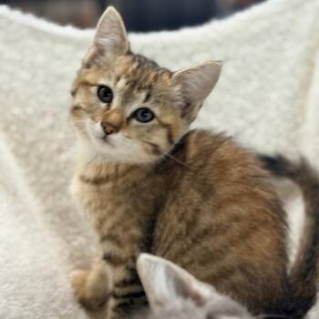 Sophia -  Domestic Short Hair Cat for Adoption in Blackfoot, Idaho - Sophia | PetCurious
