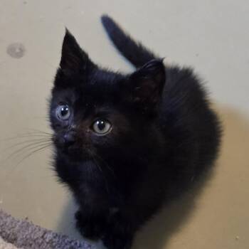 Cupcake -  Domestic Short Hair Cat for Adoption in Mineral Point, Wisconsin - Cupcake | PetCurious