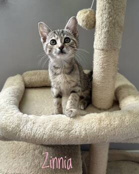 Rescue Tabby and Calico Cats for Adoption in Aurora, Indiana - Kitty Blooms : Zinnia | PetCurious