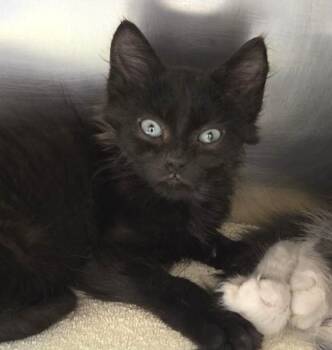 Storm -  Domestic Short Hair Cat for Adoption in North Myrtle Beach, South Carolina - Storm | PetCurious