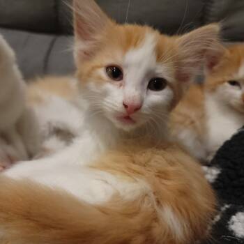 Rescue Domestic Long Hair Cats for Adoption in Normal, Illinois - Howard | PetCurious