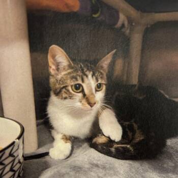 Molly -  Domestic Short Hair Cat for Adoption in Hampton Bays, New York - Molly | PetCurious
