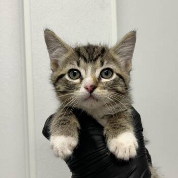 Kixx -  Domestic Short Hair Cat for Adoption in Abilene, Texas - Kixx | PetCurious
