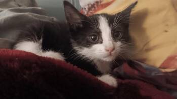 BONES -  Domestic Long Hair Cat for Adoption in Colorado Springs, Colorado - BONES | PetCurious