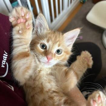 Rudy -  Domestic Medium Hair Cat for Adoption in Harrisonburg, Virginia - Rudy | PetCurious