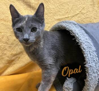 Rescue Dilute Tortoiseshell and Domestic Short Hair Cats for Adoption in Houston, Texas - Opal #car-stowaway | PetCurious