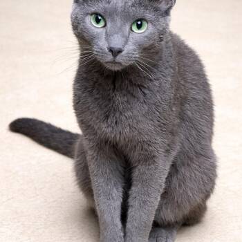 Domestic Short Hair and Russian Blue Cats Available for Adoption - Anya (Grace) | PetCurious