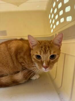 Domestic Short Hair Cats Available for Adoption in Crossville, Tennessee - Limpkin | PetCurious